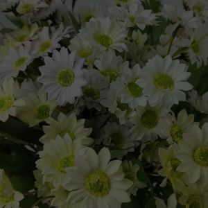 Bunga Daisy / Desi Monstera Cabang 7 - Bunga Plastik Palsu Murah & Dekorasi Pelaminan Termurah