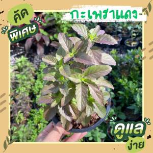 ต้นกะเพราแดง พร้อมกระถาง 6 นิ้ว ถูกที่สุด39 บ. ปลูกครั้งเดียวอยู่ได้หลายปี กลิ่นหอมจัดๆ ทำกะเพราอร่อยมาก ผักสวนครัว ผักสวนครัวปลูกง่ายส่งพร้อมถุงเพาะ