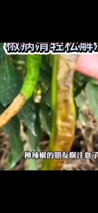 2 แถม 1 1ครั้งเห็นผล ป้องกันโรคพริกเน่า ยาป้องกันโรคพืช ต่างๆ ใช้ควบคุมโรคเน่า โรคสนิม โรคราน้ำค้าง ยาฉีดพริกเน่า กำจัดโรคเหี่ยวเหลืองพริก ป้องกันเชื้อรา ได้มากมาย มีความคงตัว แก้โรคพริกใบหงิก แก้โรคพริกเน่า โคนเน่า เหี่ยวเขียว รากแป้ง ใบด่าง ไตรโคเร็กซ