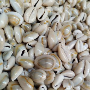 Kerang Kuwuk Biji congklak asli abu isi 120 PCS