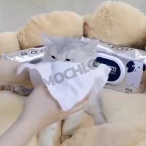 Mochi Mochi Shop: ทิชชู่เปียกสัตว์เลี้ยง ทำความสะอาดได้ดีมาก