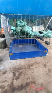 lồng gà 60v + khay