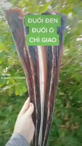 1 KG  Khô Cá Đuối Lạc ĐEN  Đặc Sản Loại 1 Cà Mau không tẩm gia vị--Đại Ngư