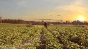 Mister Potato Ori/BBQ/Hot&Spicy/Tomato/Honey Cheese/Sour Cream & Onion/Spicy Truffle/Spicy Salted Egg 125g