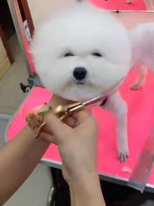 Kéo cắt tỉa lông cho Chó Mèo bằng thép không gỉ (mẫu mới) - Hara Pet Store