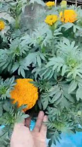 เมล็ดพันธู์ ดาวเรือง ***แบ่งขาย 15 เมล็ด*** ดอกใหญ่ ดอกดกมาก ดอกสีสวย กลมใหญ๋ ต้นสูง 80-120ซม. ดอกใหญ่8-10 ซม. แบ่งใส่ถุงซิบล๊อก มีใ้หเลือก 4 รายการ