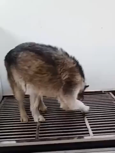 Dog Toilet Drawer Style Stainless steel Pet Toilet Tray Dog Toilet Pet Washable Toilet Bowl