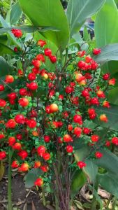 SET 5 cành lựu phú quý cao 70cm 75 quả size 25cm hoa giả trang trí không gian Phòng Khách Phòng Ngủ decor sự kiện Sinh Nhật hội Nghị hội Thảo ..v.v...uốn cong tùy chỉnh