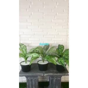 Tanaman Plastik Aglonema Romeo & Zebra Plant X12 Semi Latex Artificial Pot Dasar Hitam Pajangan Hiasan Dekorasi Ruangan Rumah