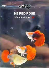 🔥NEW RARE🔥 RED ROSE CAULIFLOWER🌹SHORTBODY 🇻🇳 Guppy Fish Pair (PREMIUM TOP GRADE)