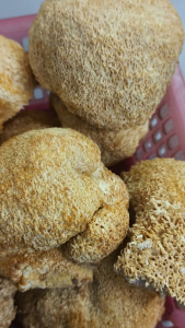 猴头菇 100g Lions Mane Mushroom Bearded Tooth Mushroom 猴头菌 猴蘑 猴头 猴菇