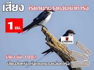 เสียงนก นางแอ่น ใช้เรียก นกนางแอ่น เข้าทำรัง เสียงชัด100%  นาน 1 ชั่วโมง USB แฟลชไดร์ฟ หมานๆ