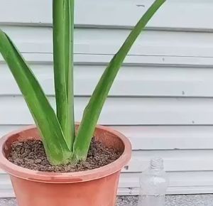 Automatic Drip Irrigation Device for Plants Adjustable Self Watering System for Flower Greenhouse and Garden Watering without Much Human Intervention