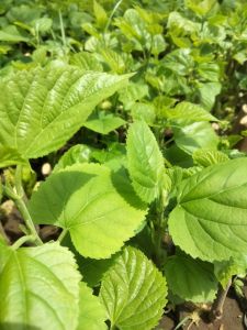 Tanaman Bibit Buah Long Murbei pul media mantap