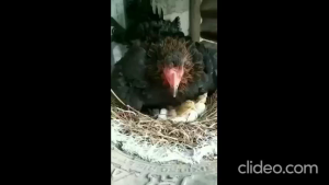 Spray Pembasmi GUREM AYAM | Pembasmi Kutu Ayam | Pembasmi Sieur Ayam | 100% Super Ampuh | Ramah Lingkungan 250 ml 1 liter