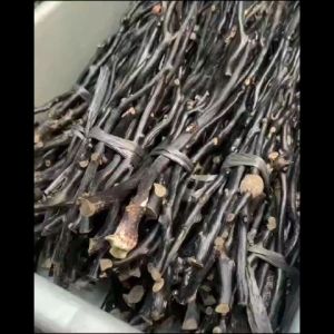 Bahan Akar Bahar Hitam Kantoran Berserat Paket Satu Ikat (10 Batang)