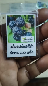 200 เมล็ด ราสพ์เบอรี่ดำ Black Raspberry เมล็ดราสเบอรี่ ราสเบอรี่ ราสเบอรี่ดำ