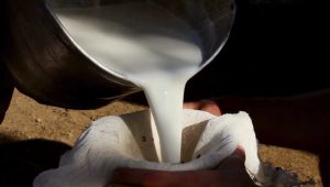 Susu Kambing Bubuk NUGOLAND Rasa Vanilla Ath-Thoifah Isi 10 Sachet Saset Asli Bukan Etawa Goat Milk