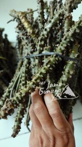 Brotowali Segar / Bratawali Segar 100gr Asli Gunung - Sapih Anak