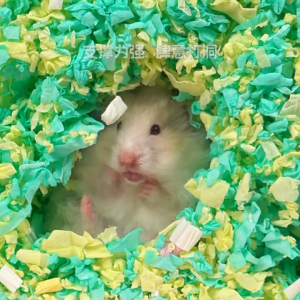 Tail Tale Hamster Paper Cotton Bedding Paper Pellets 400g