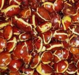 SEPI JENGKOL BESAR  RP 28.900 / KG