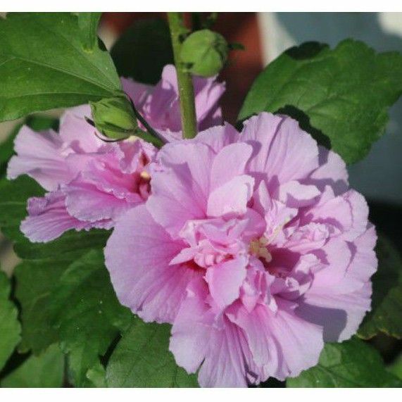 Bibit Tanaman Bunga sepatu ungu tumpuk | bunga Hibiscus Double Purple | kembang sepatu ungu tumpuk