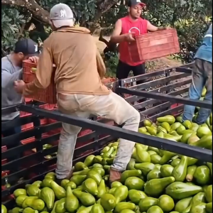 POC Booster AVOKADO | Pataba Pampalaki ng Bunga at Prutas |Organic Avocado Fertilizer Pampataas ng ++