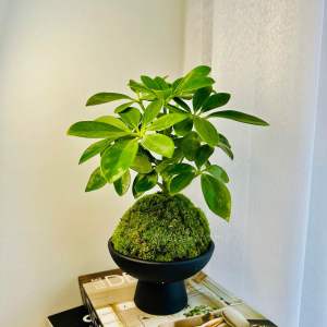 Kokedama Indoor Plant Moss Ball Design Living Plant by Letsplant 苔藓苔玉球 室内植物 盆栽 家居装饰