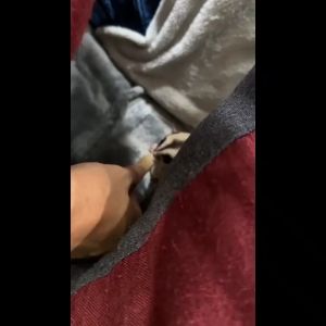 Sugar Glider Freeze-dried Nutrition Bars 蜜袋鼯冻干营养棒