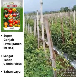 Benih Bibit Tomat Tahan Virus JALU F1 Cap You Seed Tahan Layu Genjah