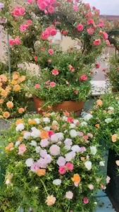 Hoa Mười Giờ Cam Hồng Màu Mới Lạ 0867777377