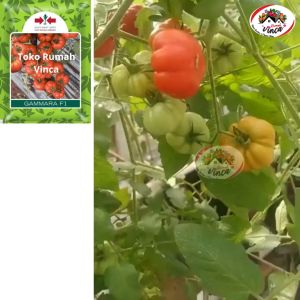Bibit Biji Tomat Ranti GAMMARA F1 Tomat Belimbing CAP PANAH MERAH isi 150butir