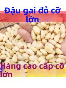 Hạt Thông Đông Bắc Cao Cấp Siêu Lớn Vị Đơn Giản