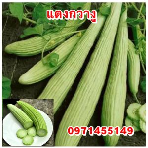 เมล็ดแตงกวาอาร์เมเนีย หรือแตงกวางู 50-60 เมล็ด โปรซื้อ 3ซองแถม 1ซอง