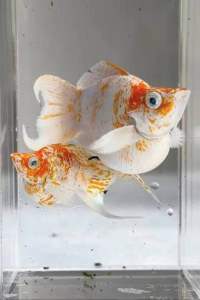 🔥SUPER RARE🔥 🇵🇭🇵🇭 SAKURA 🌸 DIAMOND 💎 Balloon Molly Fish Pair (TOP PREMIUM GRADE)