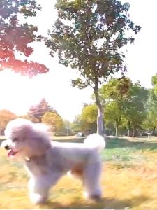 1PC/6PCS Luscious Wet Food Pet Food Dog Food Complete Series Selection Nutritious 375g