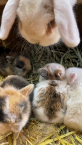 ULTRA PREMIUM ALFALFA HAY 1KG Carino Pets Rabbit Guinea Pig Chinchilla Food Jerami Arnab Rumput Kering Makanan Haiwan Kecil 兔粮 紫花苜蓿 豚鼠 龙猫