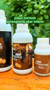Booster akar stek / nutrisi khusus perakaran
