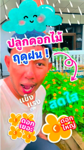 set x3 ดินฟู ~ ดินมีชีวิต : แถมฟรี >> Growth Hormone x1 ขวด ปริมาน 250 ml