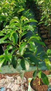 Promo 3 Bibit Alpukat Kendil Tinggi 50 CM