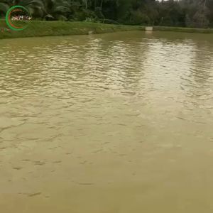 MAKANAN IKAN TIMBANG/REPACK