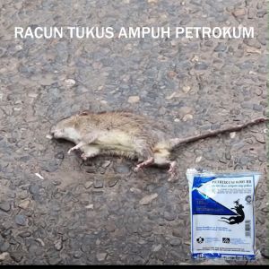 PETROKUM Racun Tikus Pembasmi Obat Ravun Umpan Basmi Super Ampuh Hama Cecurut Sawah Got Rumah Mati Kering Tidak Berbau Pertokum Asli Original Langsung Mati Ditempat Murah Grosir