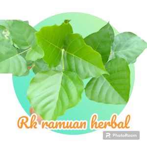 Daun Dadap Serep Segar Obat Herbal Termurah 25 Lembar Daun Dadap Serep Segar Penurun Panas Anak