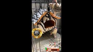 Sleeping Pouch Suger Glider Rumah Sugar Glider Tempat Tidur