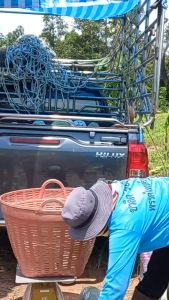 ฟักหอมนครพนม ฟักอ่อมใส่ไก่ ฟักหอมขนาด1กิโลและ2กิโล