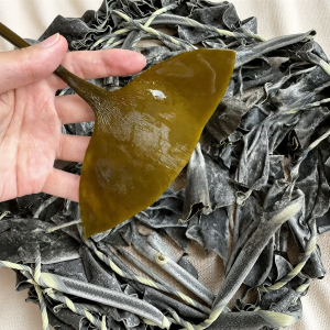 WENXIANGZAN | High-Quality Thick Dried Kelp Head No Sand