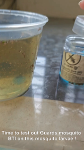 MOSQUITO BTI GEL BEADS by G-UARD - Larvae Elimination System [NEXT DAY SHIPPING] (Nyamuk/蚊子/கொசுக்கள்)