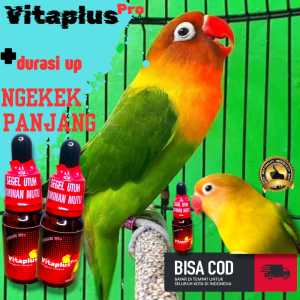 PENGGACOR LOVEBIRD NGEKEK PANJANG/FIGHTER/KONSLET/NGEDOUBLE