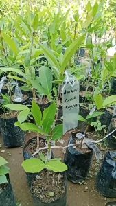 Bibit Jambu Air Giant Rose Cepat Berbuah Stek Okulasi