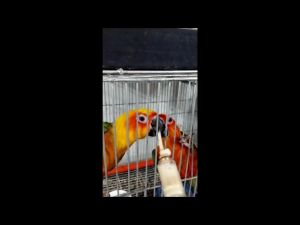 Sakto Handfeed Formula for birds pigeon 100/200/500g repack